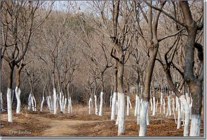 点击图片或使用键盘← →翻页