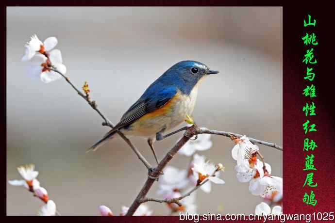 山桃花与雄性红胁蓝尾鸲