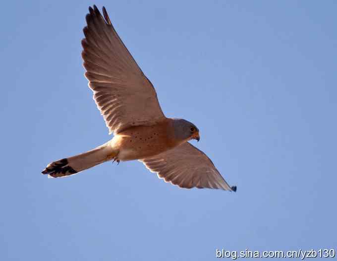 实拍易危物种鈥斺敾谱溃ㄗ橥迹10张图片）