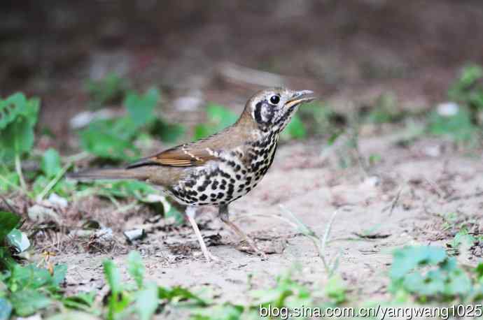 宝兴歌鸫(1) 宝兴歌鸫(1)