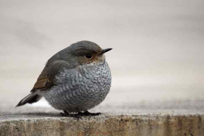 圆滚滚的红尾水鸲
