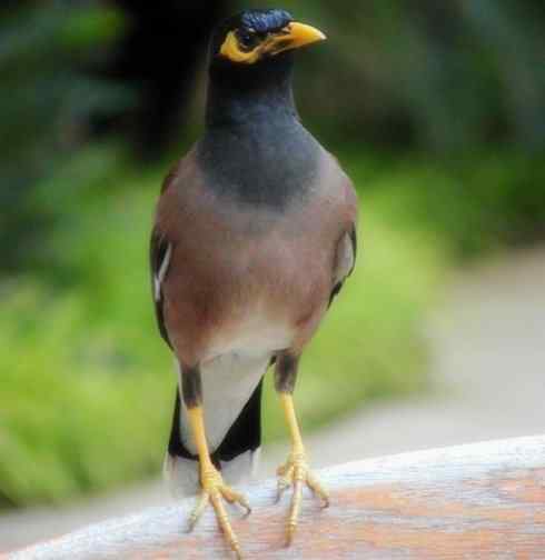 家禽驯化之源之十四