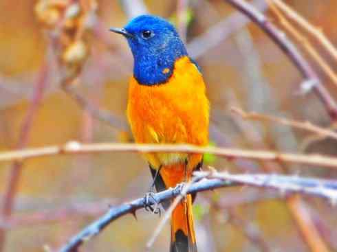 美丽无罪:雀鸟之红尾鸲 美丽无罪:雀鸟之红尾鸲