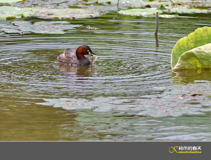 夏日•悠闲“小PT”