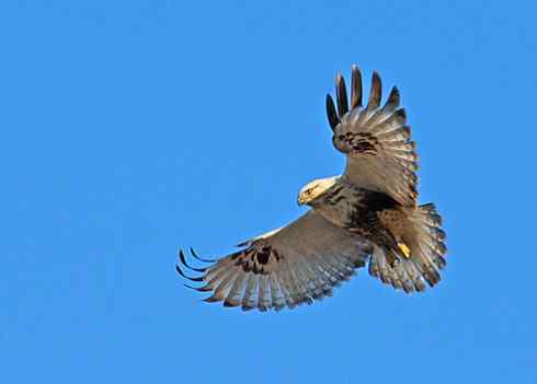 如何识别飞行的毛脚鵟