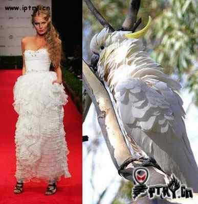 时装模特 VS 鸟儿模特