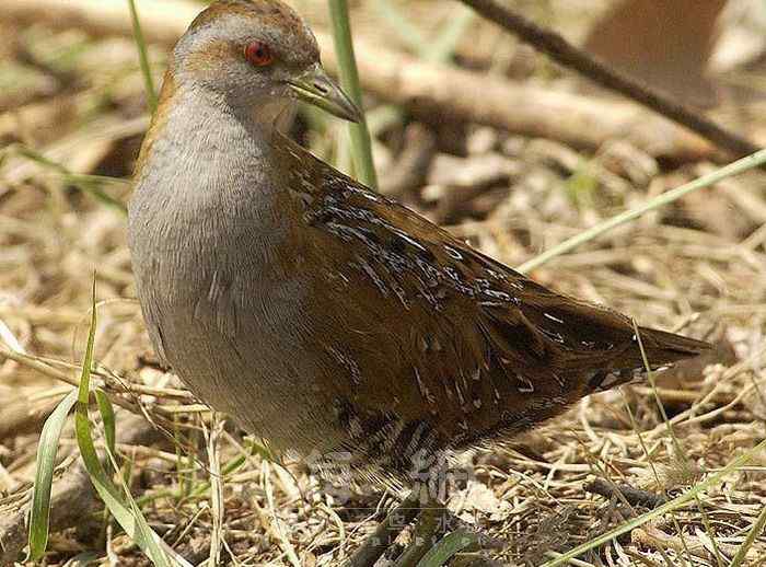 世界著名鸟类——鹤形目