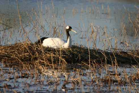 [组图]丹顶鹤妈妈