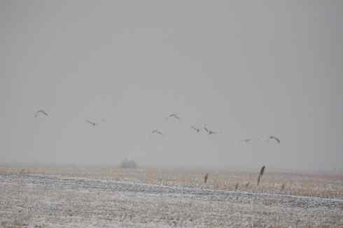 林甸的冬天(一)越冬的大鸨
