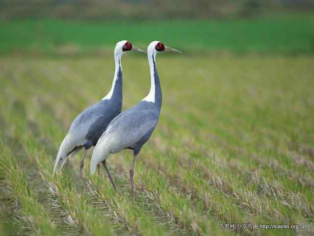 鹤类、水鸟精美摄影壁纸欣赏