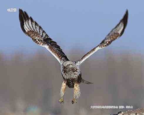 [组图]毛脚鵟的爪子