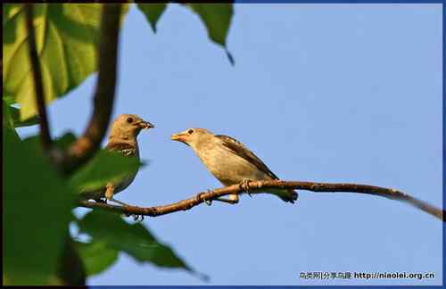 95张鸟儿嬉戏精品图集