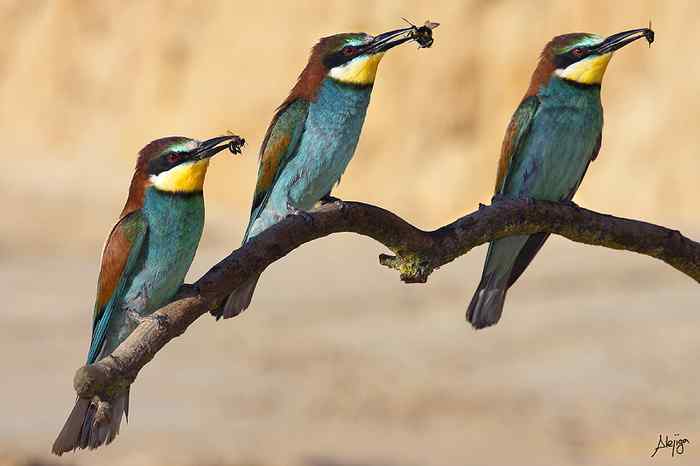 黄喉蜂虎和虹彩蜂虎抓蜜蜂