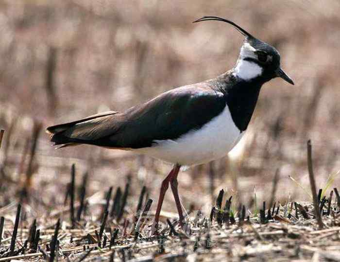 世界著名鸟类——鹤形目