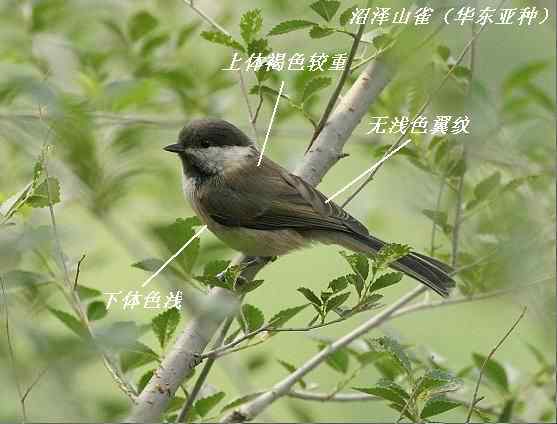 鸟类识别:沼泽山雀和褐头山雀