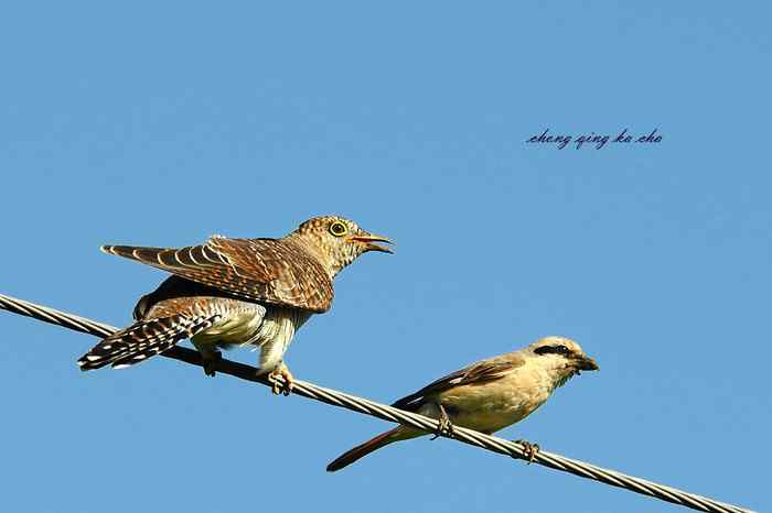 鸟儿的智慧——让你大开眼界(之一 从鱼目混珠到空城计) 鸟儿的智慧——让你大开眼界(之一 从鱼目混珠到空城计)