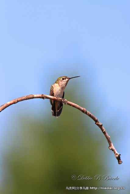 国外摄影师作品:蜂鸟 国外摄影师作品:蜂鸟