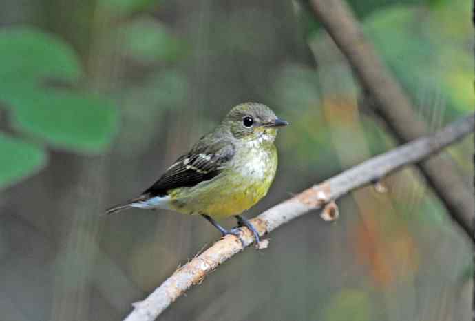 北京天坛公园的鸟类——雌性白眉姬鹟（5）