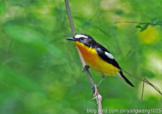 雄性白眉姬鹟（4）