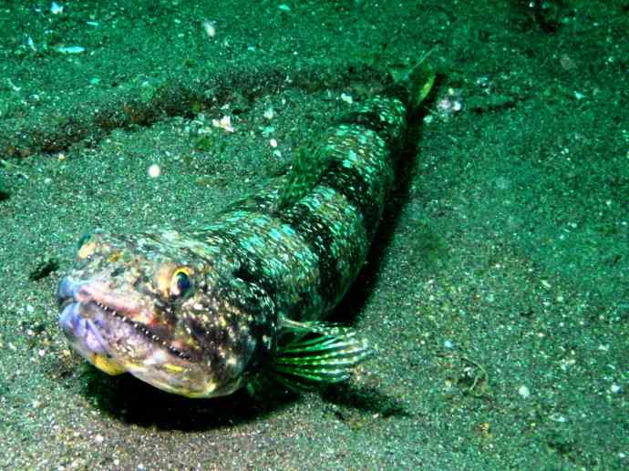 鱼类活化石：帆蜥鱼