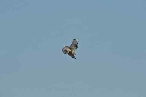 空中悬停的毛脚狂