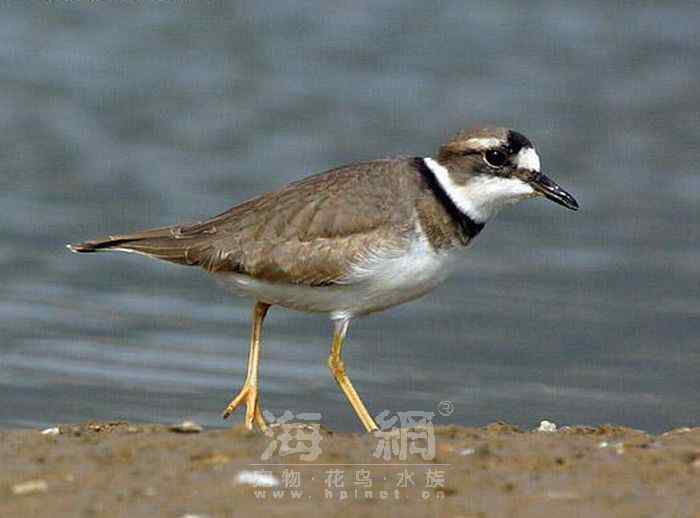 世界著名鸟类——水鸟