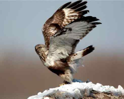 鵟的百变羽色——深棕型