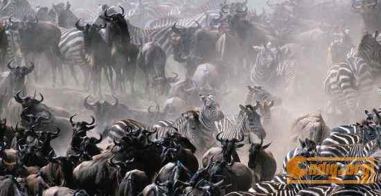 [组图]沃尔夫(Wolfe)动物摄影艺术精选