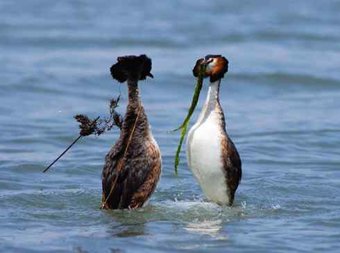 探戈舞蹈家——风头鸊鷉