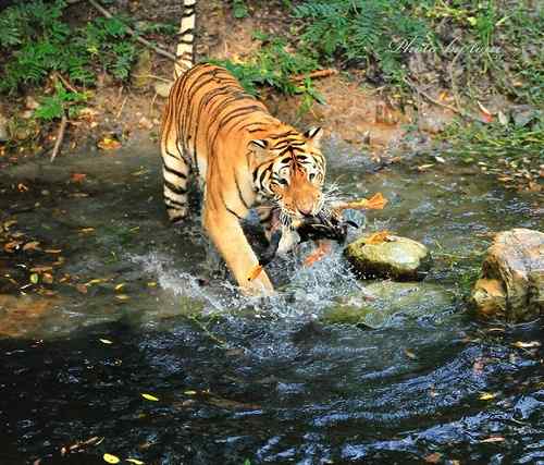 【多图】老虎捕食鸭子！