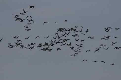 [组图]秋季迁徙中的白头鹤