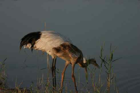 [组图]丹顶鹤三口之家