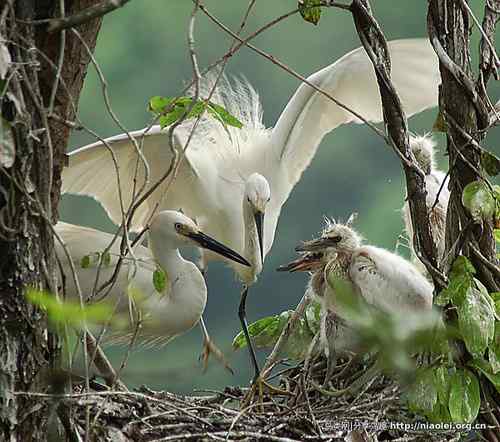95张鸟儿嬉戏精品图集