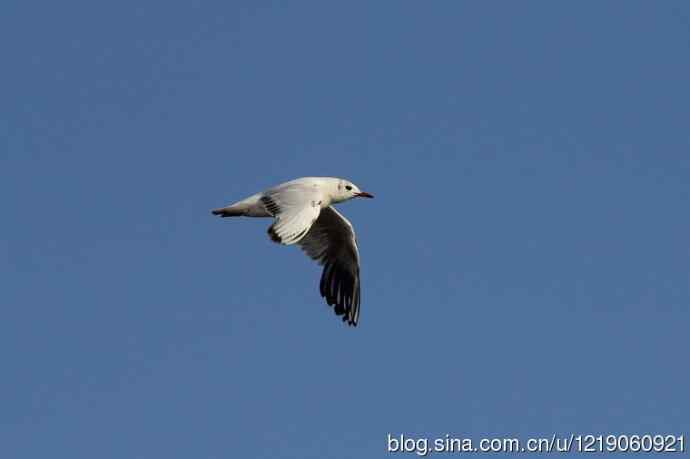 红嘴鸥（第一夏）