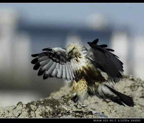 鵟的百变羽色——土灰型