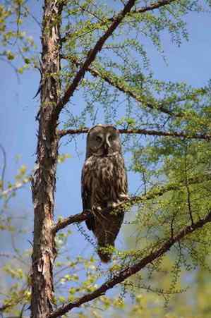 枯树桩子般的乌林枭