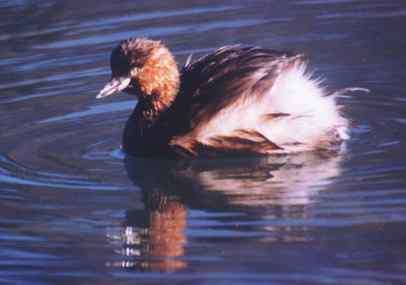 小鸊鷉Little Grebe