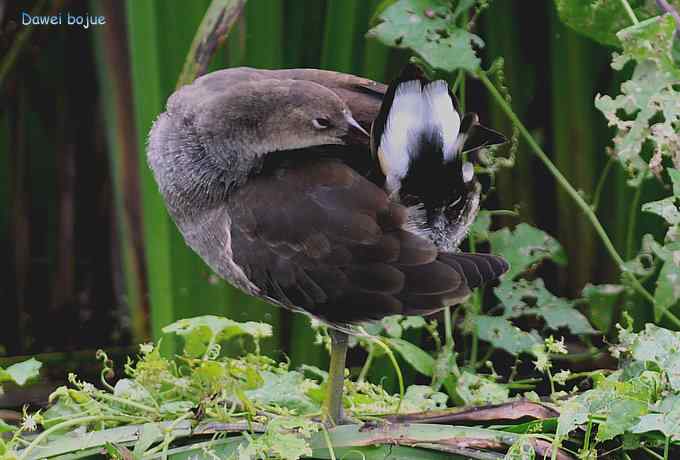 黑水鸡少年健身版