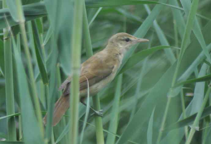 很难捕捉的苇莺 wbr2 很难捕捉的苇莺 wbr2