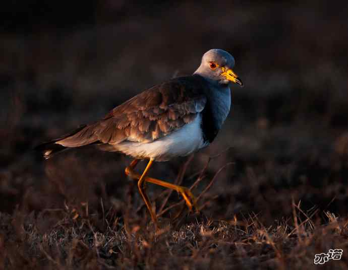 官厅水库拍鸟——灰头麦鸡