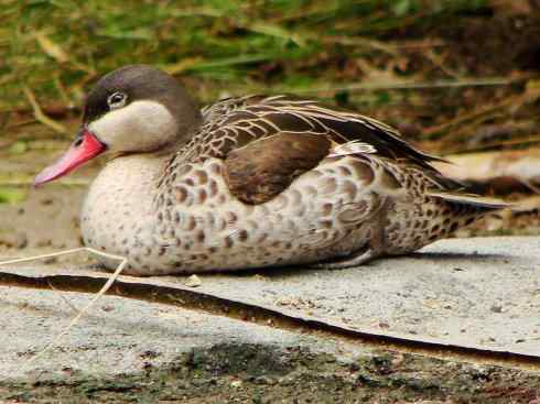 欣赏:美丽的钻水鸭5 欣赏:美丽的钻水鸭5