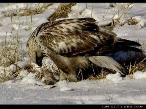 鵟的百变羽色——土灰型