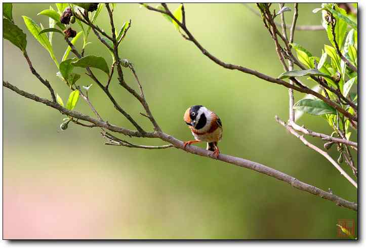 纤细的红头长尾山雀