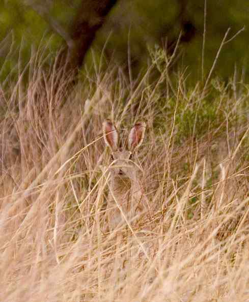 发现攀雀的情敌