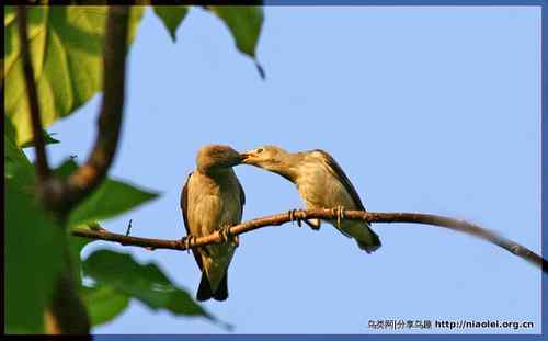 95张鸟儿嬉戏精品图集