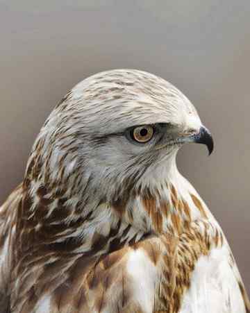 鵟的百变羽色——浅棕型