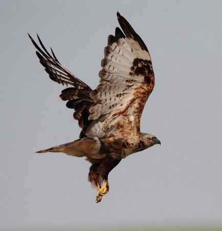 鵟的百变羽色——开篇