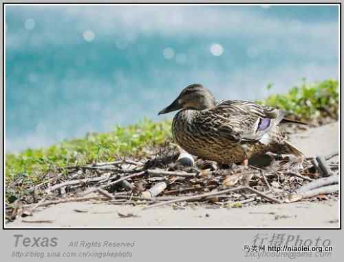德克萨斯州的笨鸭子