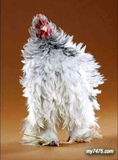 酷酷的宠物鸡图片