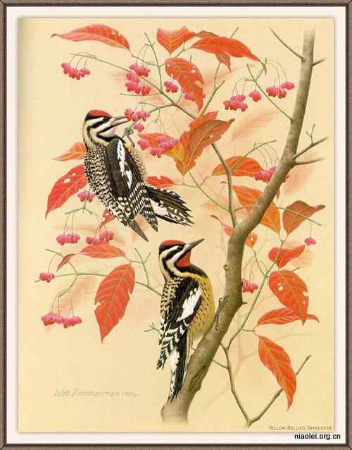 手绘画第6辑——美丽啄木鸟